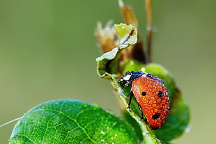 closeup photography of ladybug